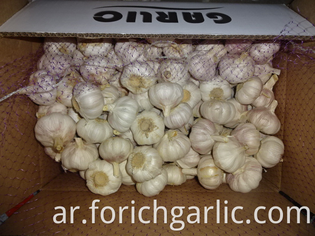 Normal White Garlic